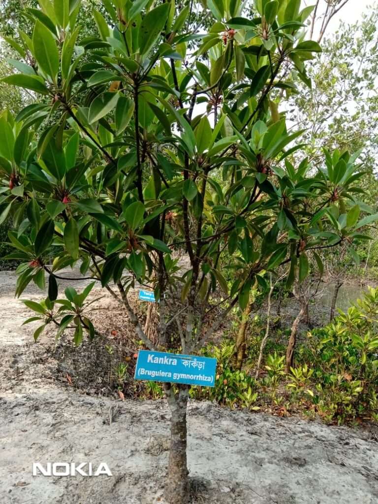 বিশ্বের বৃহত্তম ম্যানগ্রোভ অরণ্য সুন্দরবন, যা পশ্চিমবঙ্গের স্বাভাবিক উদ্ভিদের এক অনন্য নিদর্শন।