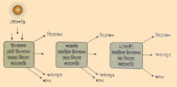 শক্তি প্রবাহ