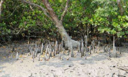 শ্বাস মূল,