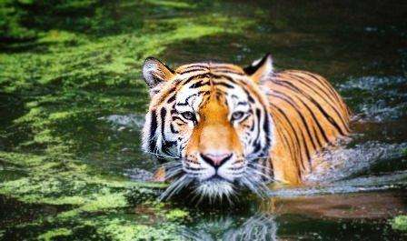 Royal Bengal Tiger