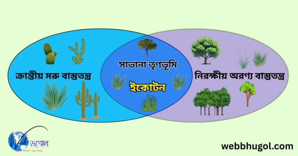 ইকোটন