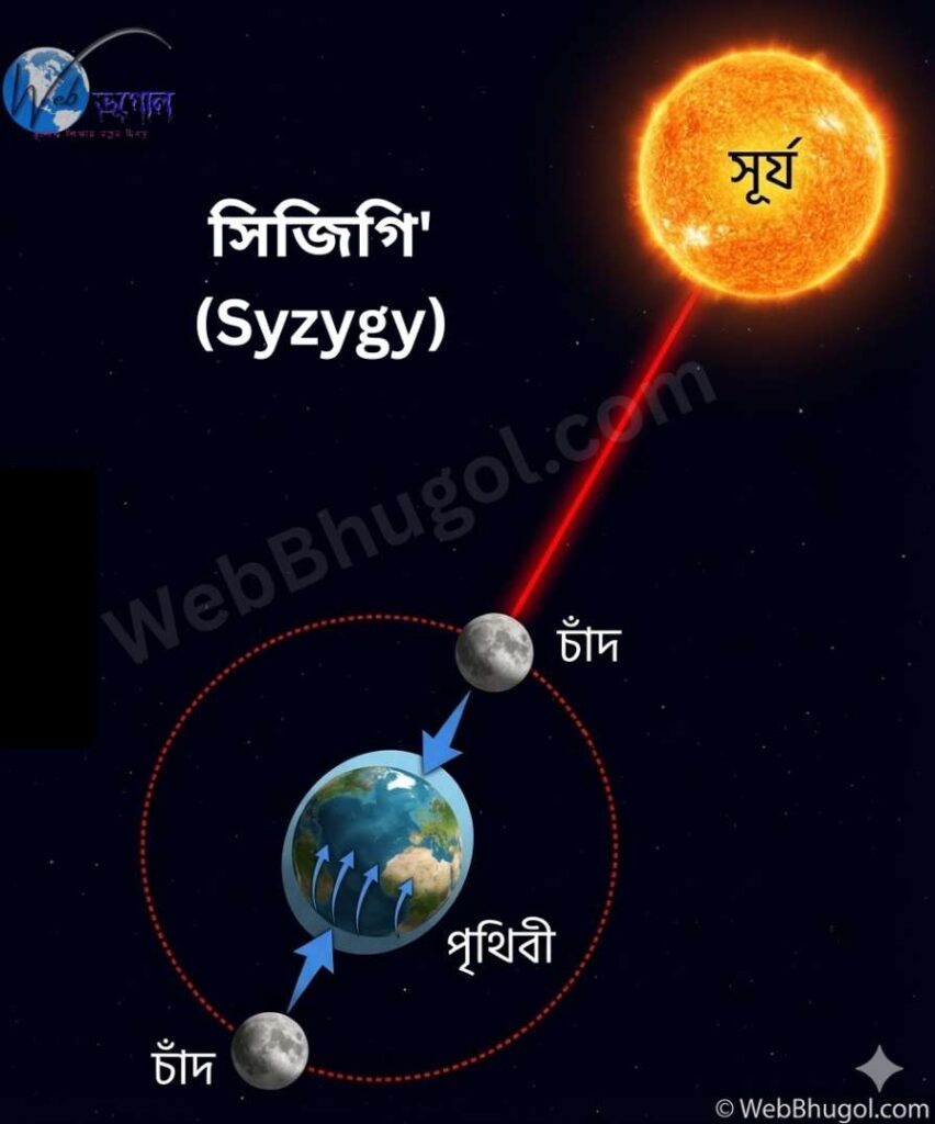 একটি বৈজ্ঞানিক চিত্র যা সূর্য, চাঁদ এবং পৃথিবীর মধ্যে মহাকর্ষীয় টানের ফলে জোয়ার-ভাটা (Tides) কীভাবে ঘটে তা ব্যাখ্যা করে। ছবিতে বাংলায় লেবেলযুক্ত সূর্য, পৃথিবী এবং দুটি ভিন্ন অবস্থানে চাঁদ দেখানো হয়েছে।" | সিজিগি' (Syzygy)