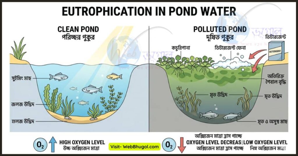 A comparative diagram in English and Bengali illustrating 'Eutrophication in Pond Water'. One side shows a healthy clean pond with high oxygen levels and fish. The other side shows a polluted pond affected by eutrophication, with detergent, soap suds, excessive algae, water hyacinth, dead plants, and dead fish caused by low oxygen levels."